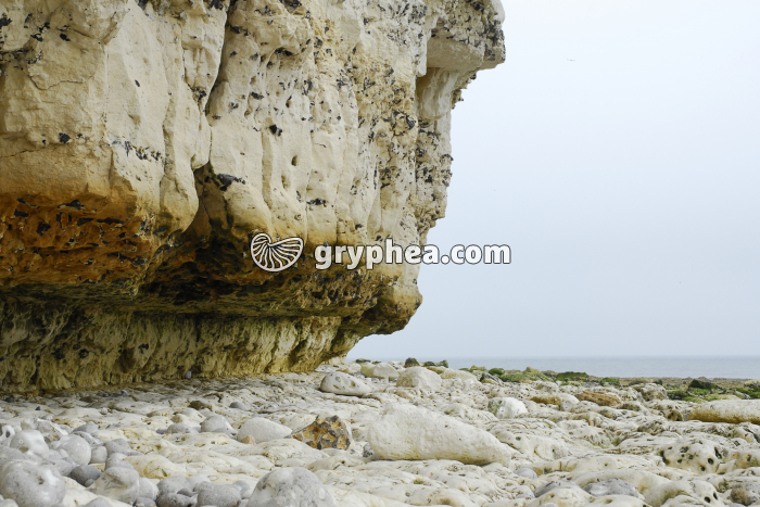 Erosion par dissolution de la craie - encoche d'érosion à marée basse - gryphea.com